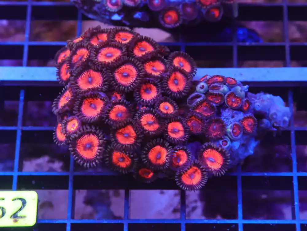 X62 – INDO PINK ROSE ZOA - Saltwater
