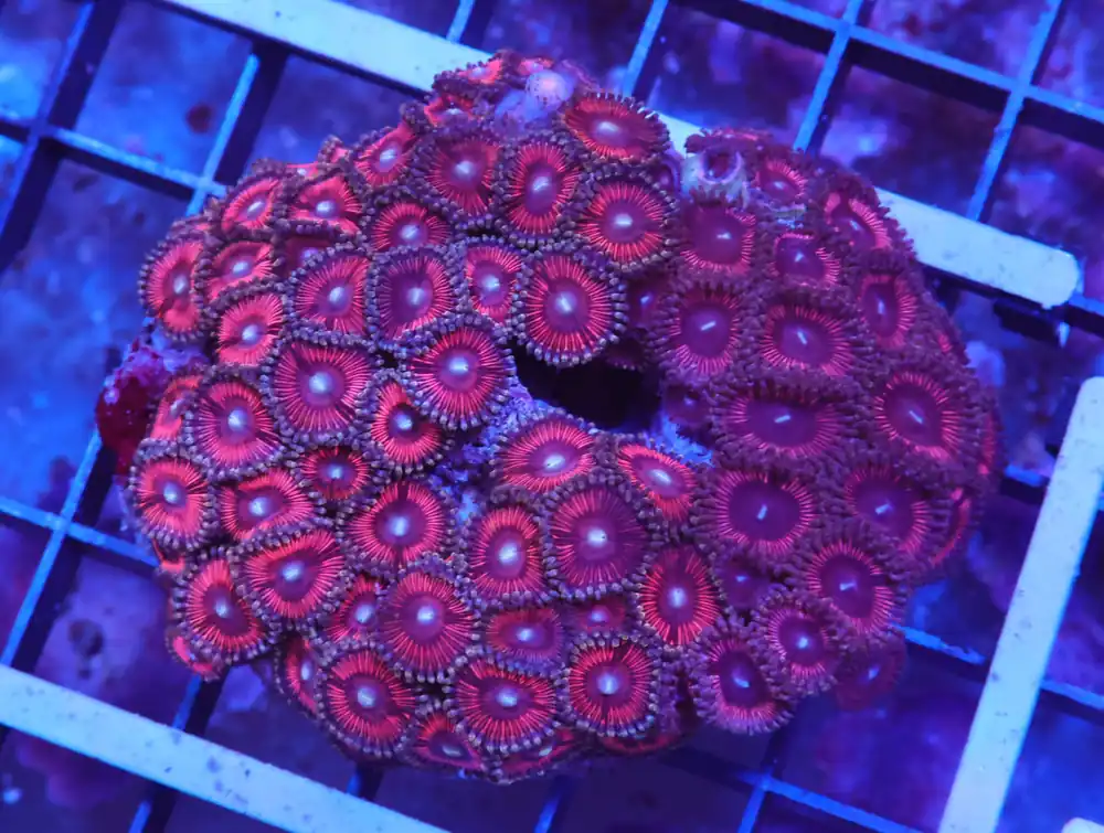 X41 – INDO PINK PASSION ZOA - Saltwater