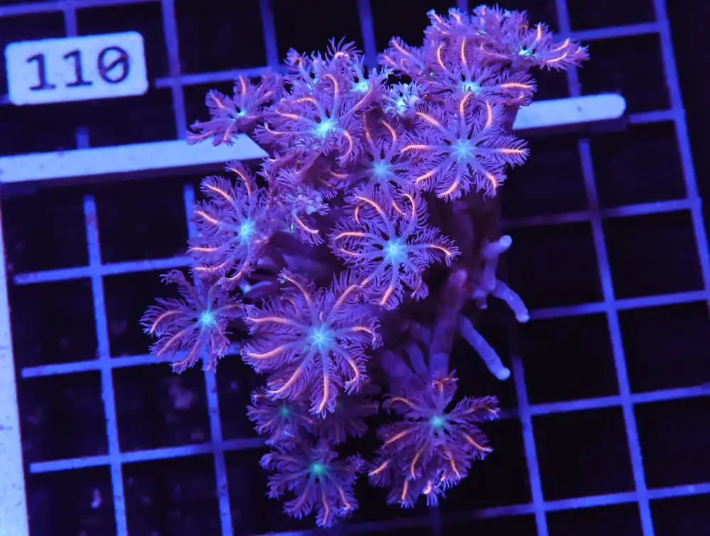 H105 – INDO GLOVE POLYP FIREWORKS - Saltwater