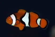 True Percula Clownfish Captive Bred Amphiprion percula