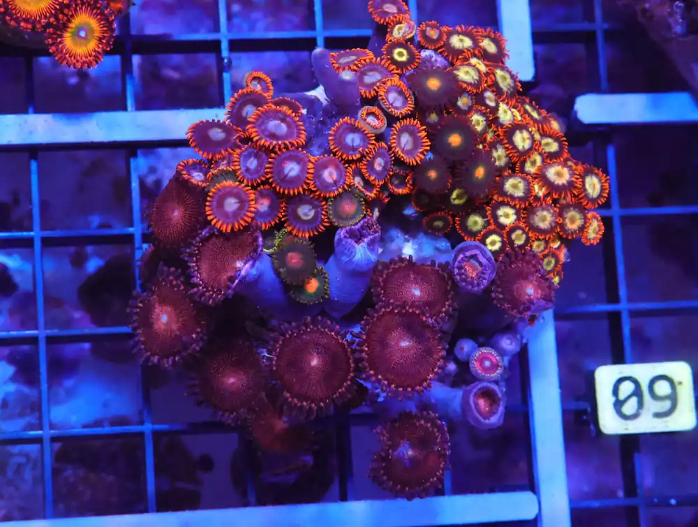X08 – INDO COMBO ROCK ZOA - Saltwater