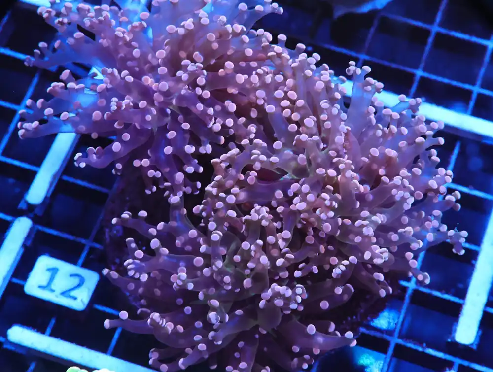 J12 – INDO FROGSPAWN BRANCH ORANGE 3 HEAD - Saltwater