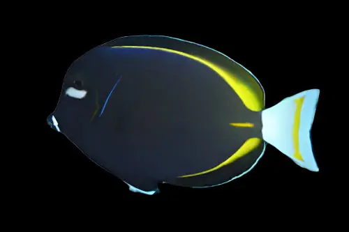 Gold Rim Tang Acanthurus glaucopareius - Fish
