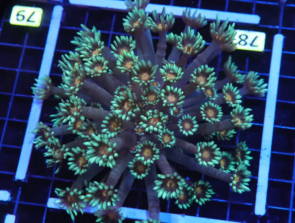 H78 – INDO YELLOW SNOWCONE GONIOPORA - Saltwater