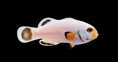 Picasso Clownfish Platinum Captive-Bred Amphiprion percula