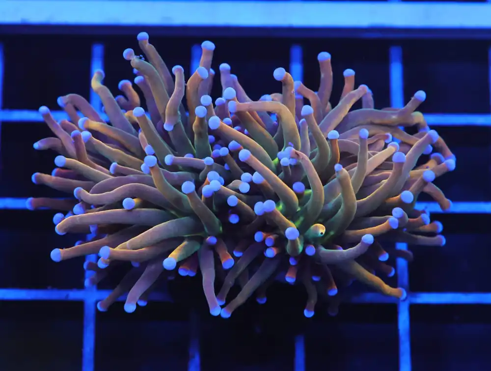 D102 – INDO TORCH GRAIL VARIANT 2 HEAD - Saltwater