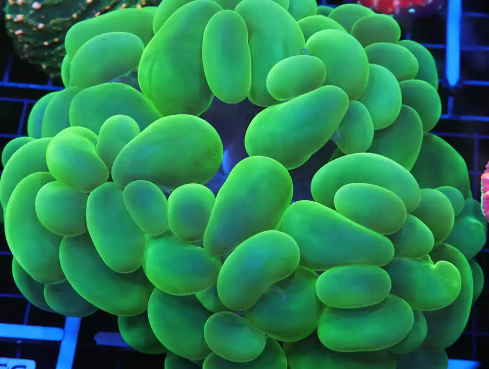 B29 -INDO RADIOACTIVE BUBBLE CORAL LG