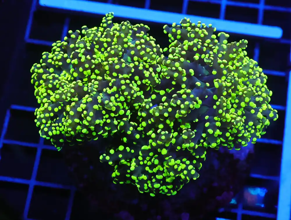 D80 – INDO FROGSPAWN BRANCH GAMMA RAY 3 HEAD - Saltwater