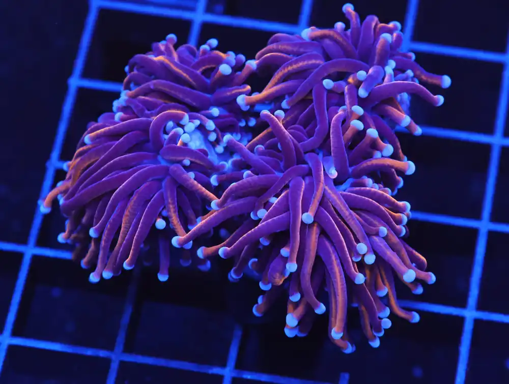 D66 – INDO FROGSPAWN BRANCH ORANGE 4 HEAD - Saltwater