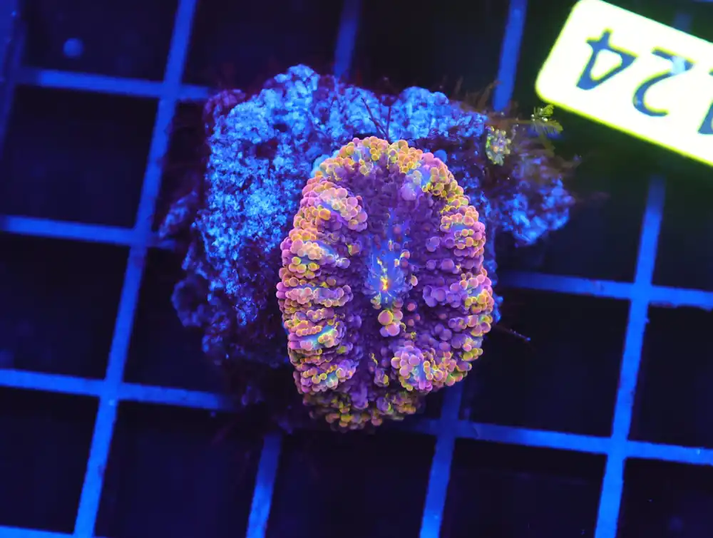 B124 – RAINBOW CONFETTI RICORDEA MUSHROOM - Furnace B : Amazing variety of awesome corals every week!