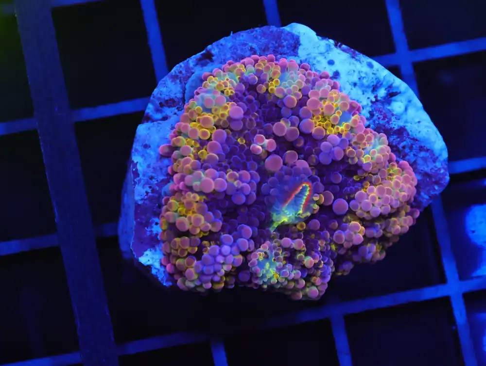 B144 – RAINBOW CONFETTI RICORDEA MUSHROOM - Furnace B : Amazing variety of awesome corals every week!