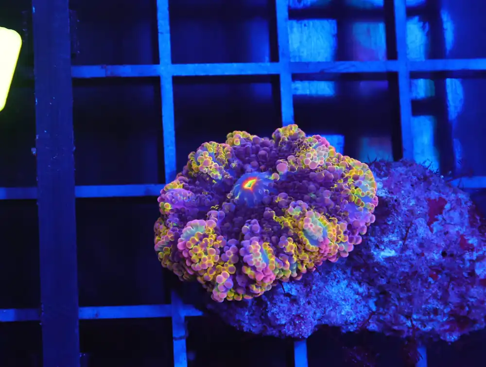 B123 – RAINBOW CONFETTI RICORDEA MUSHROOM - Furnace B : Amazing variety of awesome corals every week!