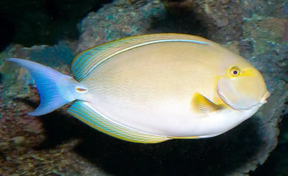 Yellowfin Tang - Acanthurus xanthopterus