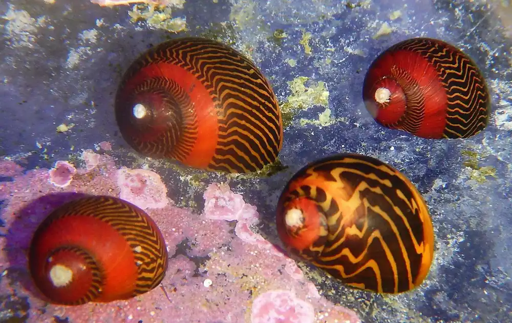 Nerite Snail; Red – Neritina vittina waigiensis - Invertebrates