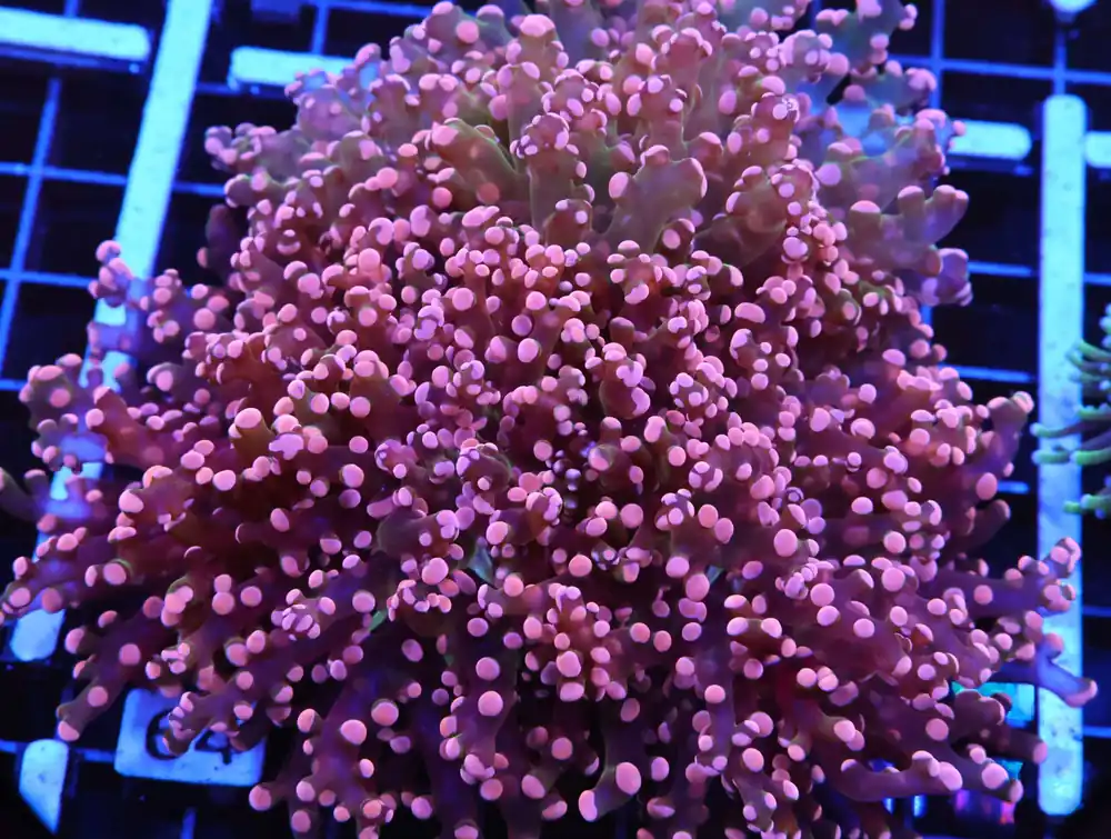 D64 – MALAYSIA TORCH COTTON CANDY 2 HEAD - Saltwater