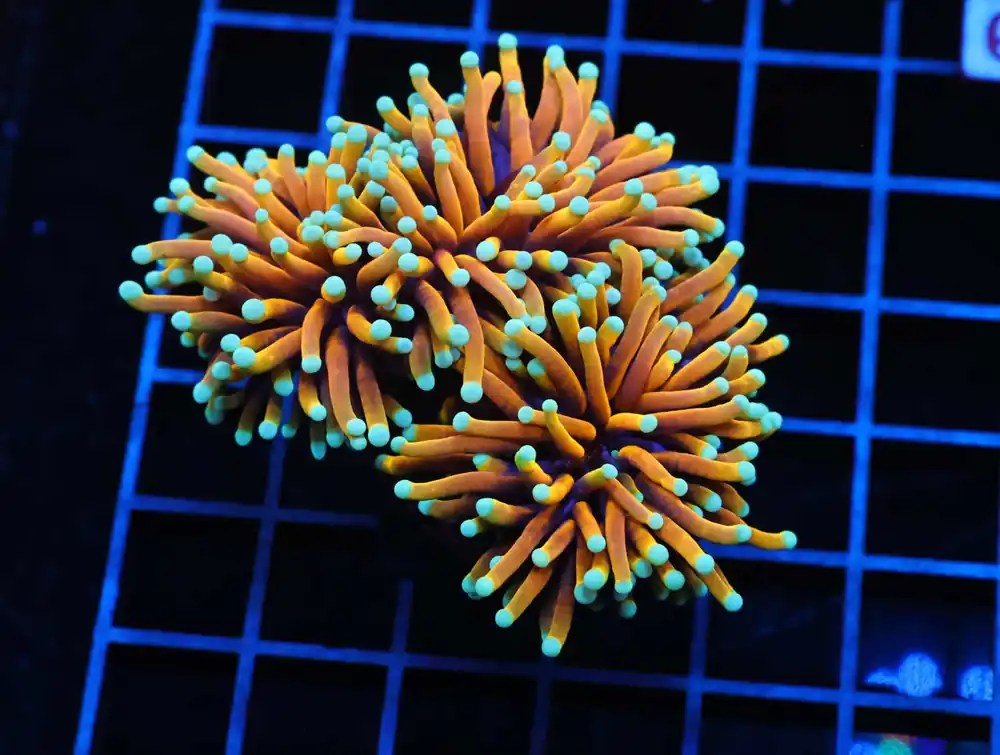 J80 – INDO FROGSPAWN BRANCH PEACH 3 HEAD - Saltwater
