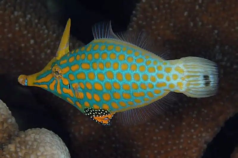 Fiji Orangespot Filefish Oxymonacanthus longirostris