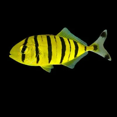 Pilotfish – Gnathanodon speciosus