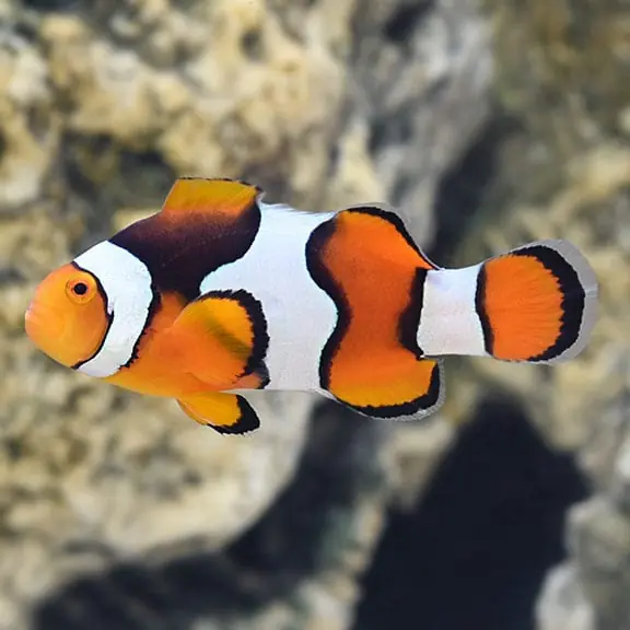 True Percula Clownfish Select Amphiprion percula