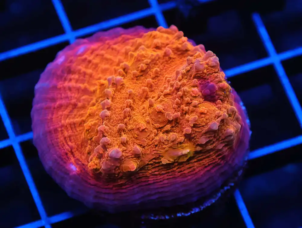 C161 – SDC COTTON CANDY ACRO - Saltwater