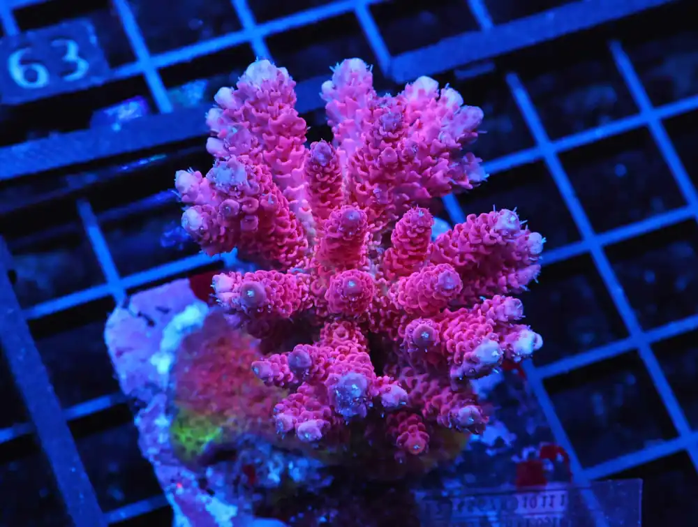E58 – AUSSIE ACRO PINK TABLE - Saltwater