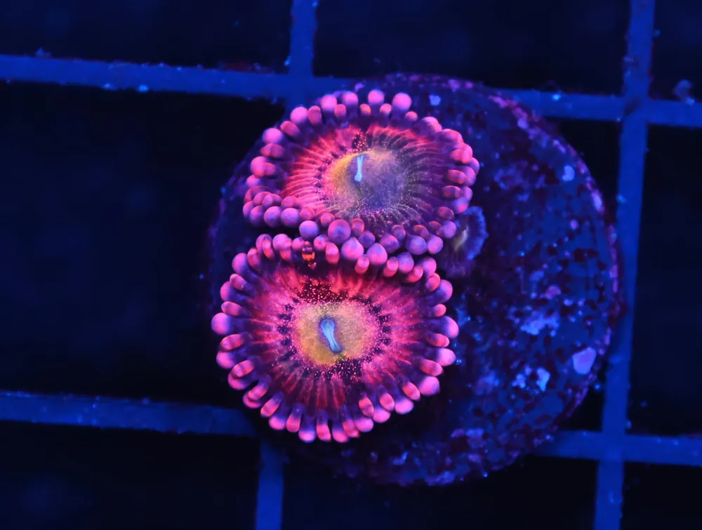 C362 – ALMOST WYSIWYG – SDC HALLE BERRY ZOA/PALY - Saltwater