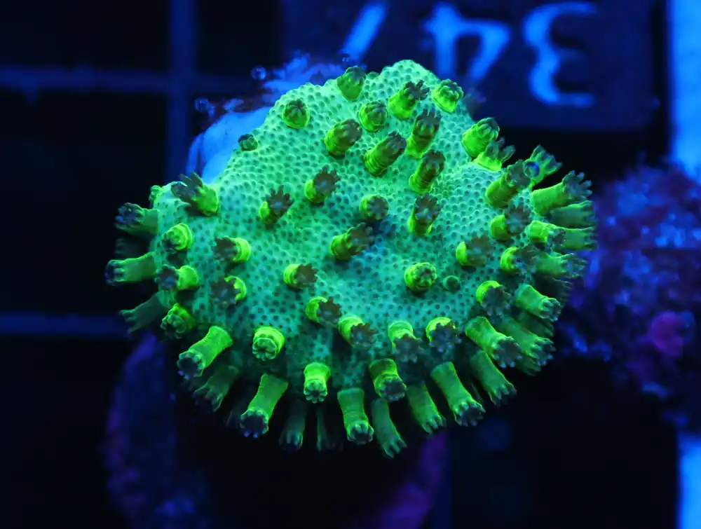 C347 – ALMOST WYSIWYG – SDC JAPANESE GREEN SARCOPHYTON LEATHER - Saltwater