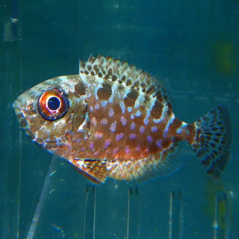 F16 – TIGER CATALUFA - Saltwater