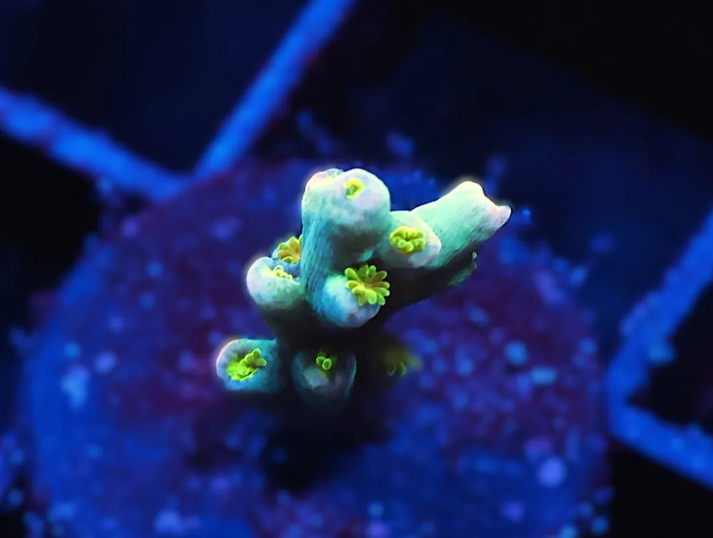 C251 – SDC TIKI TORCH ACRO SPECIIOSA - Saltwater
