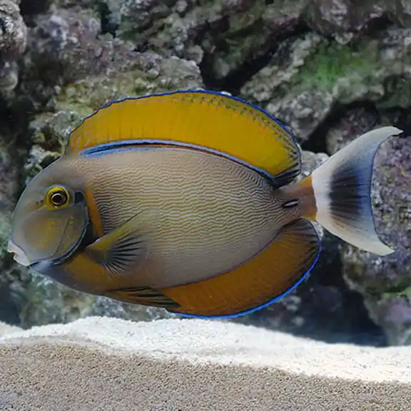 Bariene Tang Acanthurus bariene - Fish