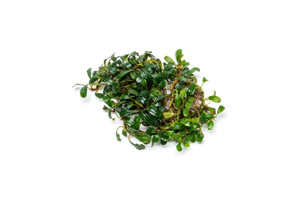Bucephalandra Krivbass