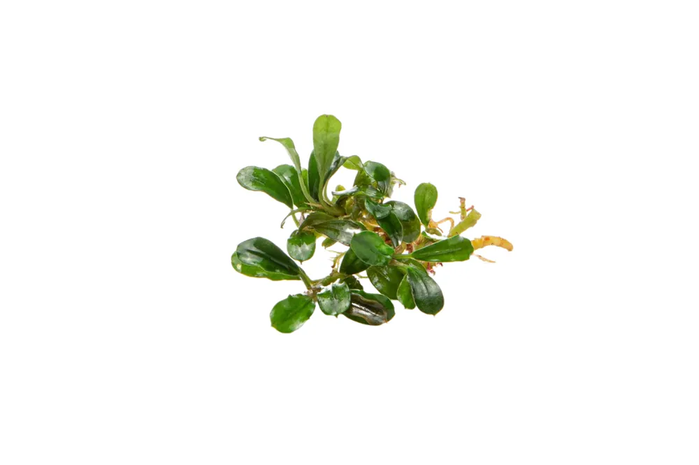 Bucephalandra Little Dagger