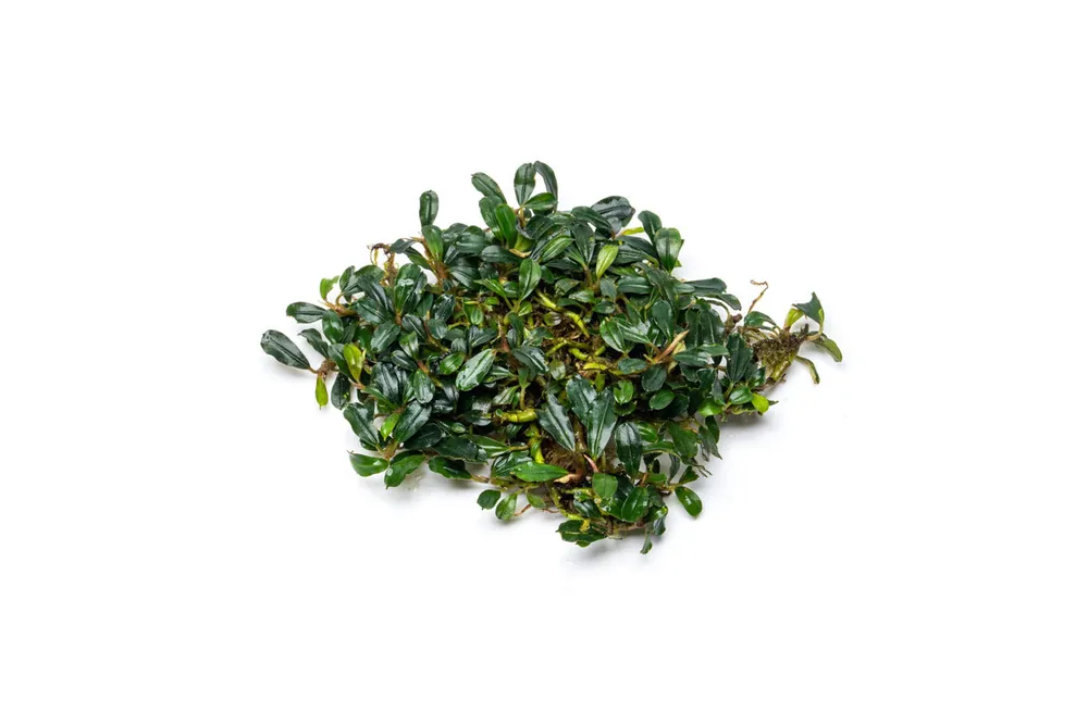 Bucephalandra Purple Blue