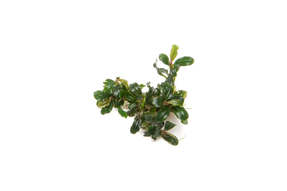 Bucephalandra Lamandau Mini Purple