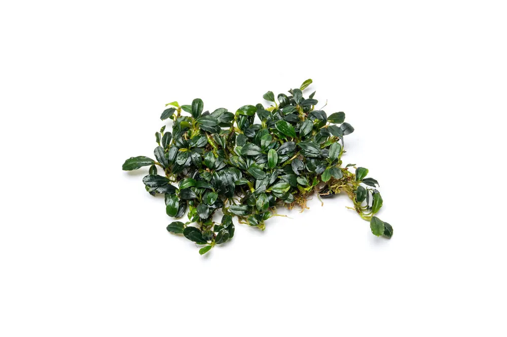 Bucephalandra Brownie Sugar