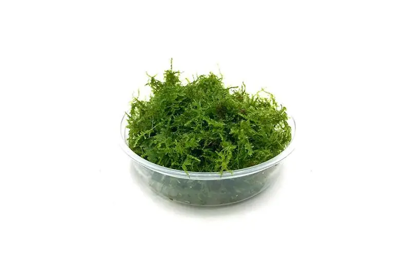 Mini Christmas Moss - BUCE