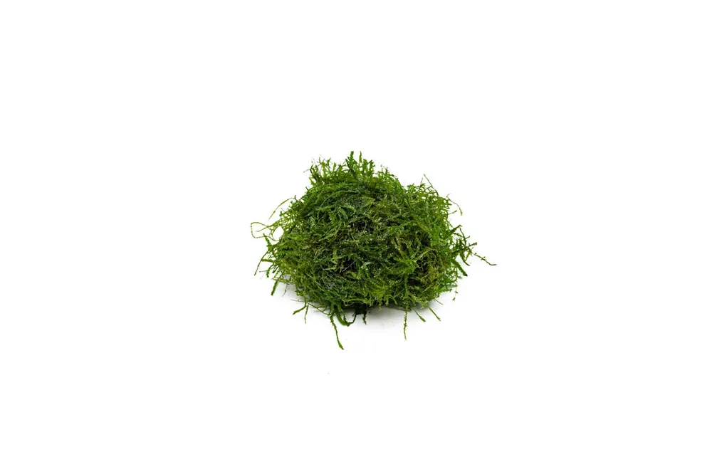 Peacock Moss - BUCE