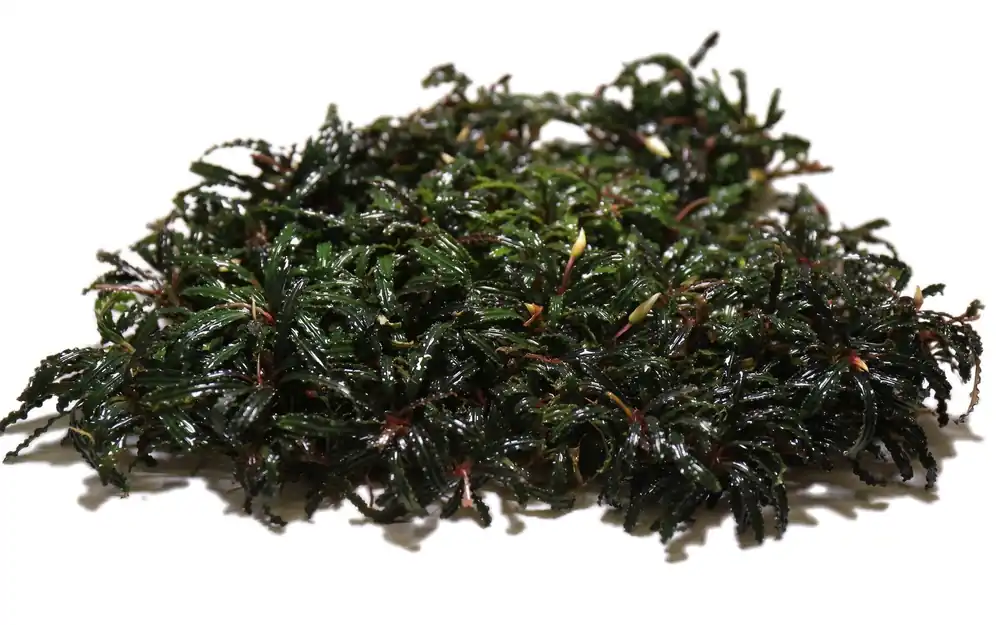 Bucephalandra Belindae