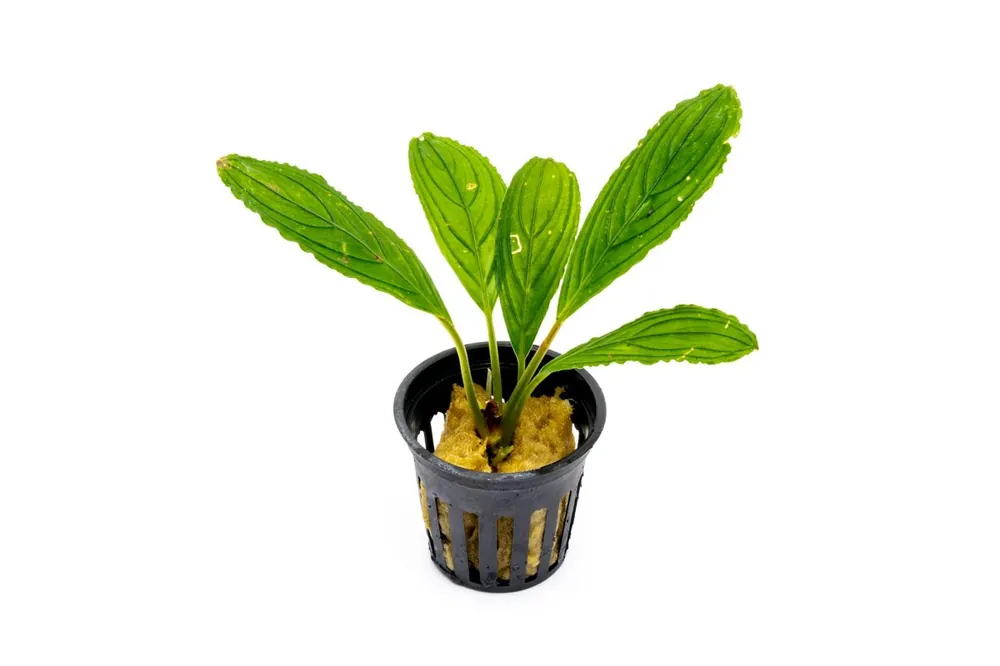 Bucephalandra Green Skeleton King / Green Achilles