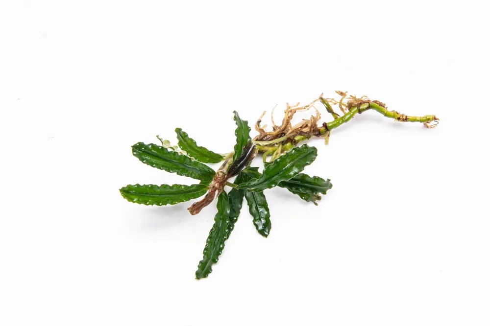 Bucephalandra Velvet 3 Color