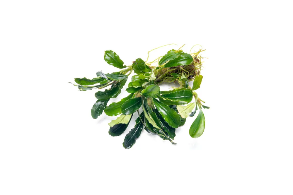 Bucephalandra Purple Adonis