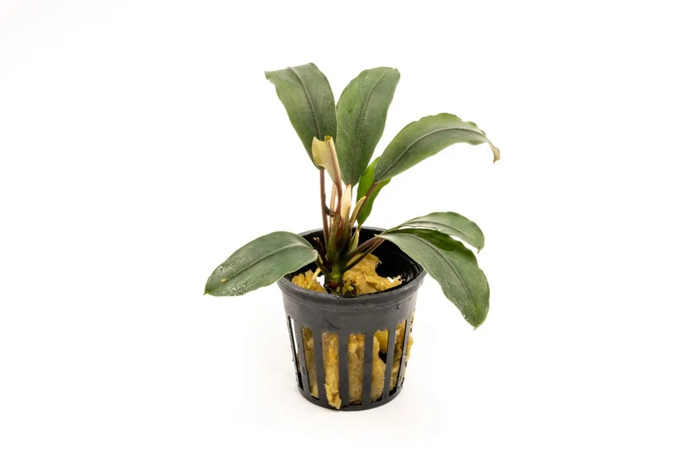 Bucephalandra Cascade King