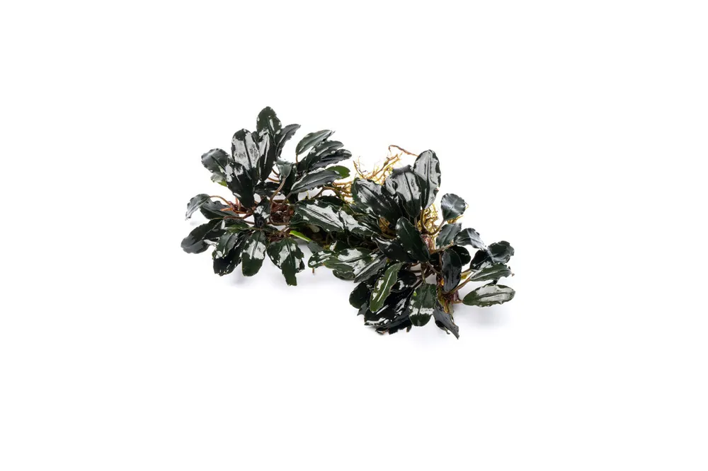 Bucephalandra Motleyana Red Under Leaf