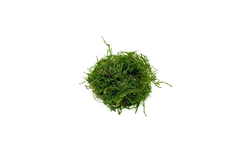 Flame Moss - BUCE