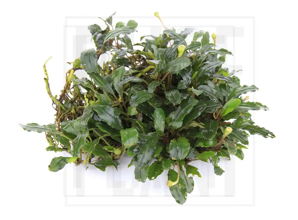 Bucephalandra Bronze Red