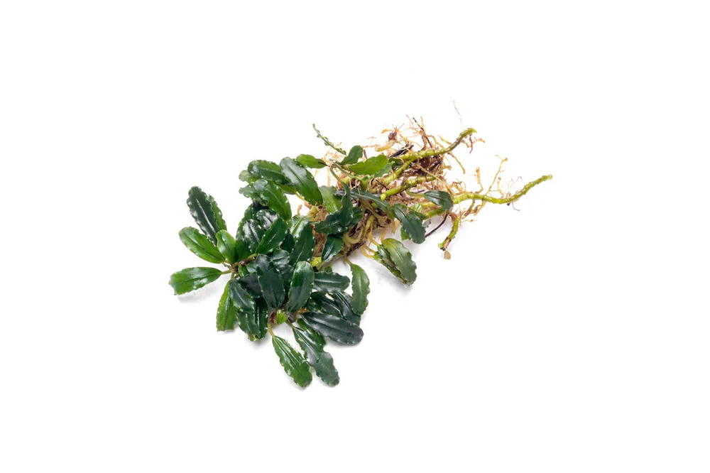Bucephalandra Titan 2