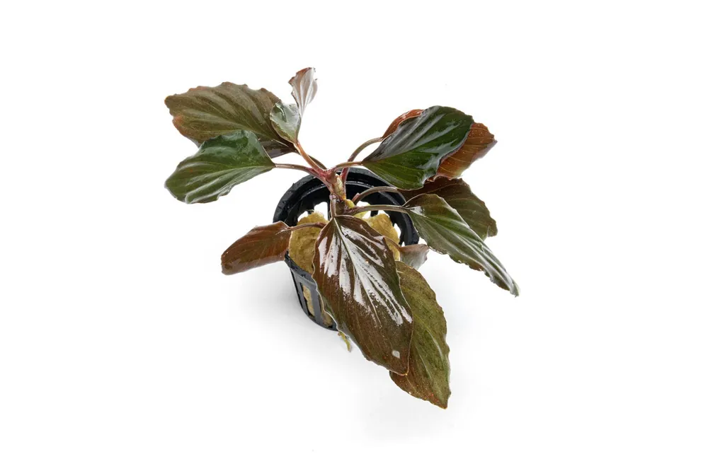 Homalomena Humilis - BUCE