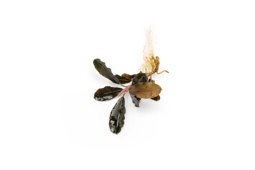 Bucephalandra Brownie Purple - CPA