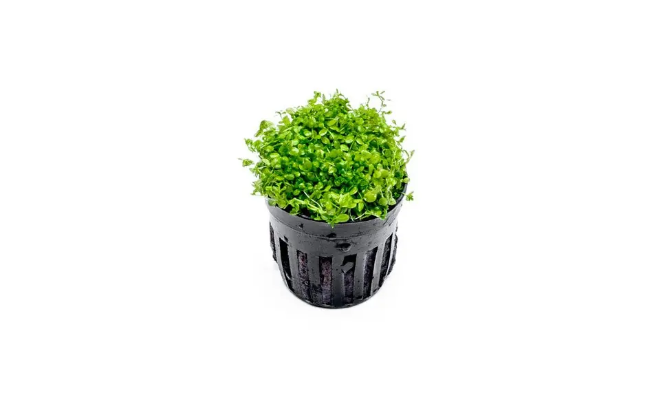 Micranthemum 'Monte Carlo' - CPA