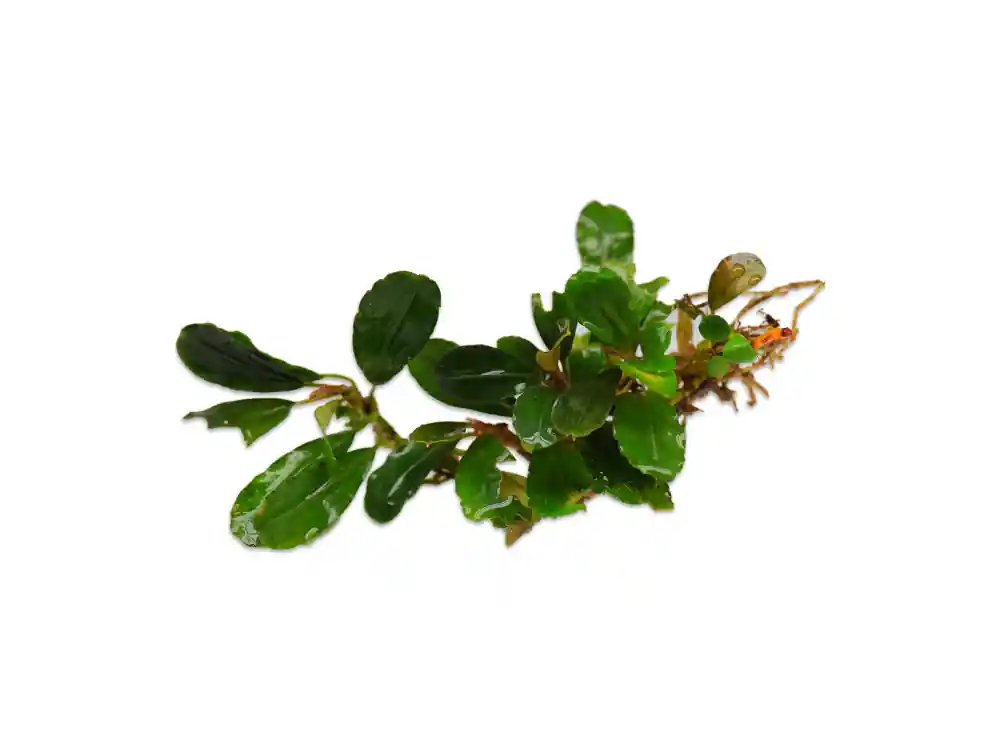 Bucephalandra Brownie Hermes